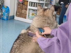 -北京赛佳动物医院