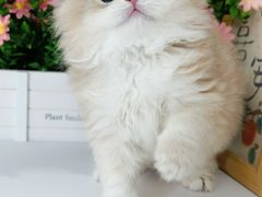 -小猫来了·猫舍(红山六九七九店)