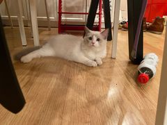 -纳吉亚猫专科动物医院(康都外科中心)