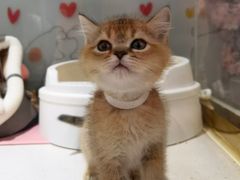 -糯米喵星人总部直营旗舰店·猫舍·幼猫出售