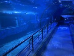 -太平洋海底世界