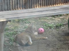 -青藏高原野生动物园