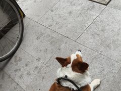 -申普宠物医院·眼科·心内科·影像科(普陀分院)