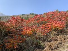 -鹫峰国家森林公园