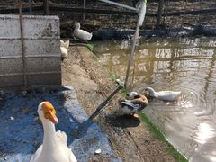 -前小桔亲子创意农场·草莓采摘·露营烧烤