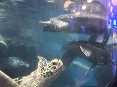 -海合安武汉极地海洋公园