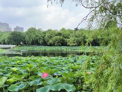 -长春市南湖公园