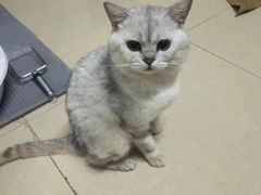 -致善宠物医院(体育路店)