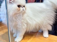 -囡的喵喵酱·萌宠生活馆·宠物洗护美容(胶州路店)