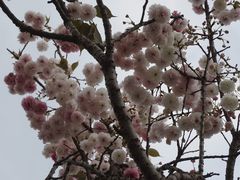景点-天适樱花悠乐园
