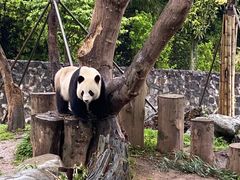 -都江堰中华大熊猫苑