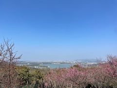 -香雪海