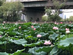 -汉水公园