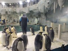 -帝企鹅自助餐厅•儿童岛•真企鹅(长隆企鹅酒店)