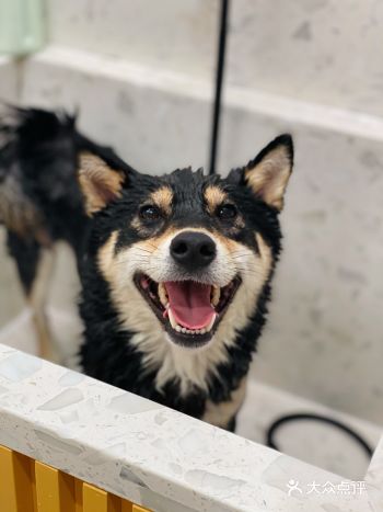 今天你的毛孩子蒸桑拿了吗