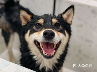 今天你的毛孩子蒸桑拿了吗