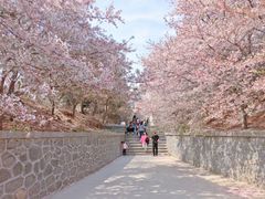 -樱花山风景区