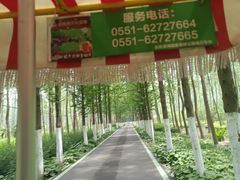 -合肥滨湖国家森林公园