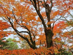 -常寂光寺