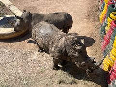 -西霞口神雕山野生动物世界