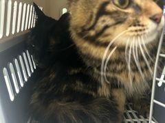 -宠物星动物医院·眼科·异宠·猫科(江南大道总院)