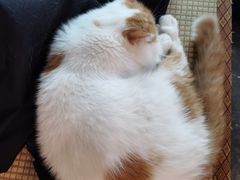 -喵屿·大理花园猫咖