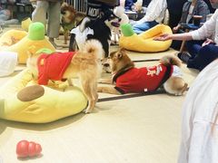 -逗柴咖啡屋·狗咖猫咖宠物桌游