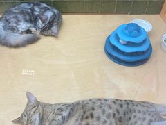 -帕帕拉兹宠物(亚洲旗舰店)