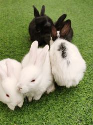 -萌宠亲子动物乐园(槐房万达店)