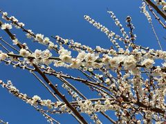 -香雪海