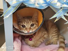 -芭比堂动物医院·犬猫全科·异宠专科(雁塔分院)