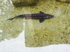 -源泉冷水鱼庄(小鱼洞店)