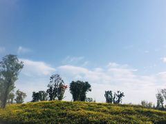 -白鹭湾湿地公园