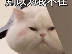-凯特喵百思猫专科医院