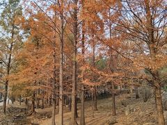-白水寺森林公园