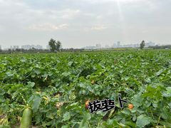 -汉长安城未央宫国家考古遗址公园