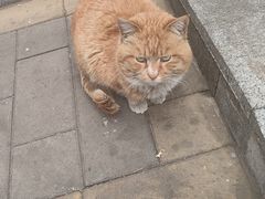 -大益烤鸡
