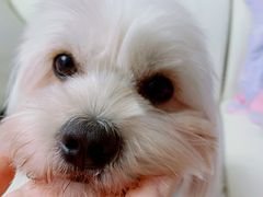 -PETKIT小佩宠物·低压洗护(国顺东路店)