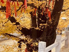 -遵化市禅林寺古银杏风景园