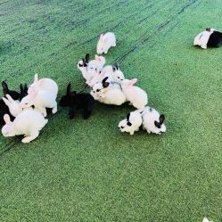 -萌宠亲子动物乐园(槐房万达店)