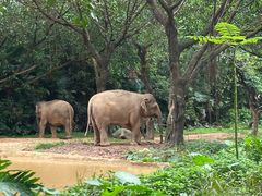 -广州长隆野生动物世界