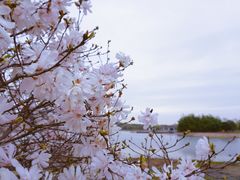 -上海辰山植物园