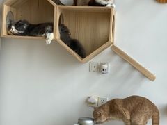 -Catmate·猫肥家润(金润铂宫店)