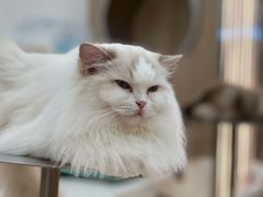 -瞄一喵猫咖(格力海岸店)