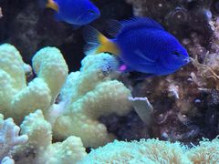 -大阪海游馆