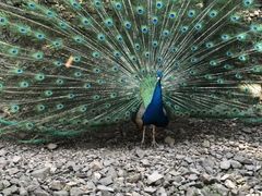 -藏龙百瀑风景区