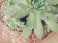 android_upload_pic-志龙皇冠吃货椰子铺