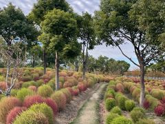 -春花秋色城市公园