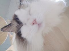 -Heymao猫咖.咖啡厅(东门店)
