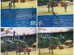 -海合安天津极地海洋公园